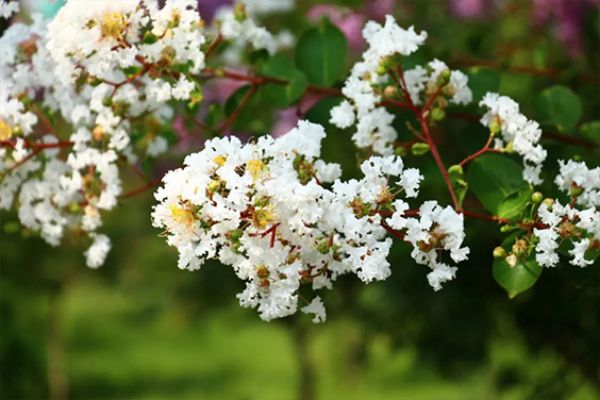 ***绿色工厂 | 感受一滕新材料“花园式工厂”夏日美景​